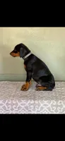 Gray, a male Doberman Pinscher for sale in Marathon, IA – 3 of 3