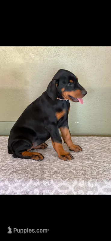 Pink collar  – Doberman Pinscher puppy for sale in Marathon, IA