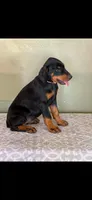 Pink collar , a female Doberman Pinscher for sale in Marathon, IA – 1 of 3