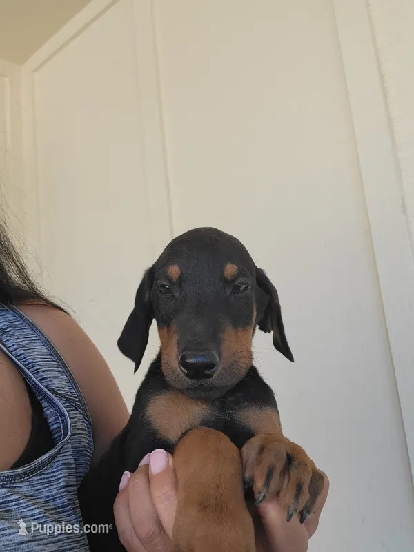 Girly pop – Doberman Pinscher puppy for sale in Perris, CA