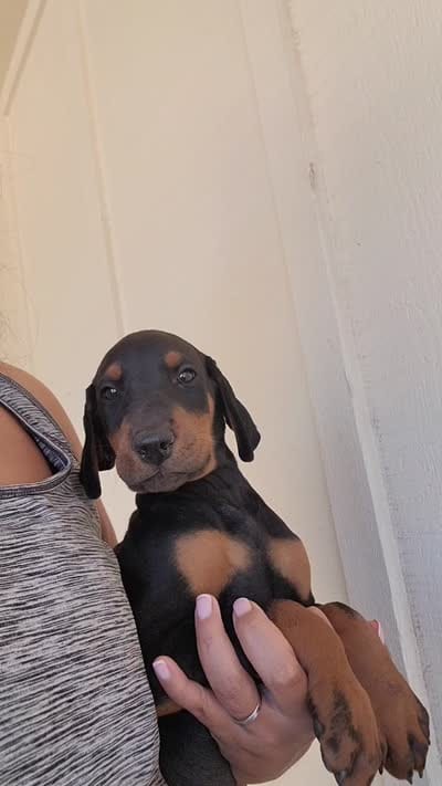 Boy, a male Doberman Pinscher for sale in Perris, CA – 2 of 2