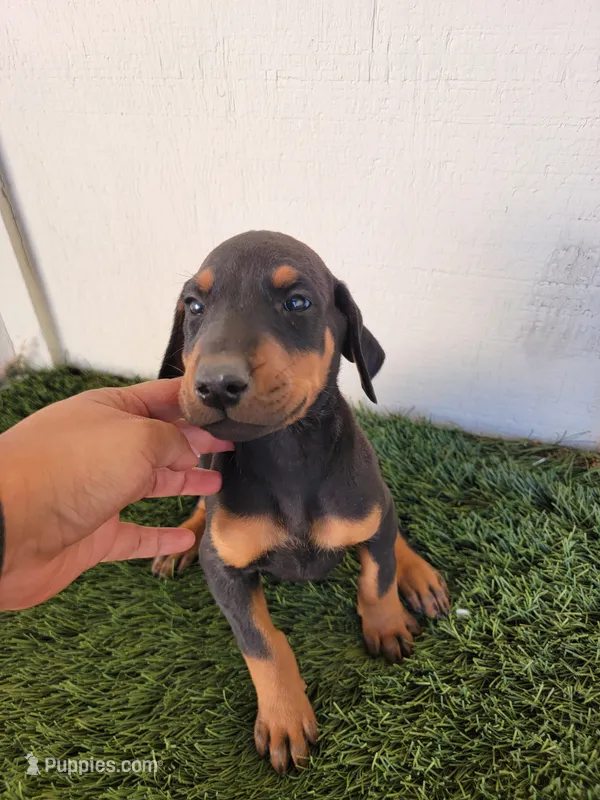 Girly – Doberman Pinscher puppy for sale in Perris, CA