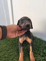 Puppy, a male Doberman Pinscher for sale in Perris, CA – 3 of 4