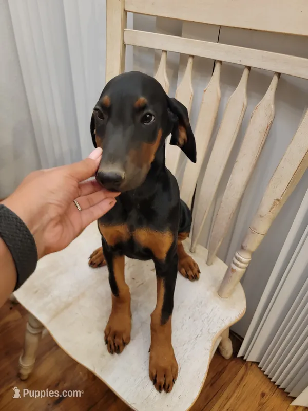 Girly pop – Doberman Pinscher puppy for sale in Perris, CA