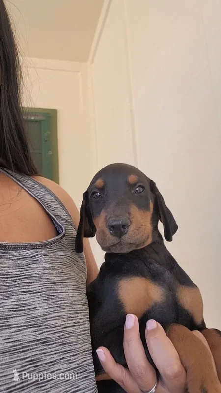 Boy – Doberman Pinscher puppy for sale in Perris, CA
