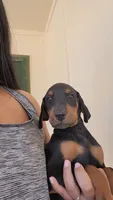 Boy, a male Doberman Pinscher for sale in Perris, CA – 1 of 2