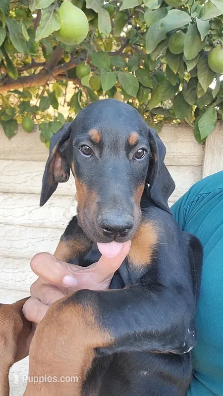 Boy – Doberman Pinscher puppy for sale in Perris, CA