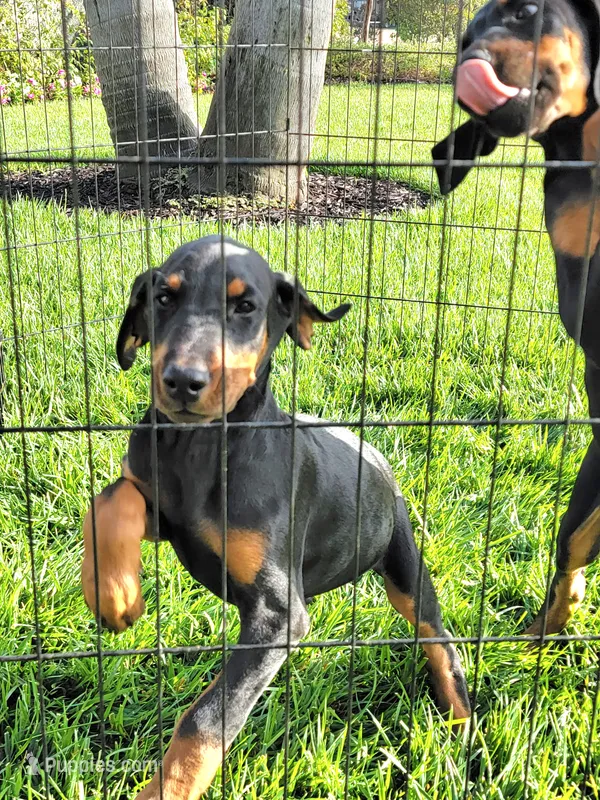 Boy – Doberman Pinscher puppy for sale in Perris, CA