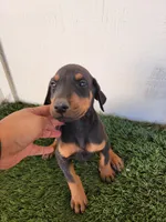 Puppy, a male Doberman Pinscher for sale in Perris, CA – 4 of 4