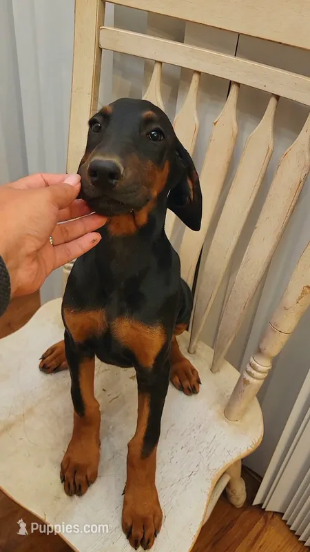 Girly – Doberman Pinscher puppy for sale in Perris, CA