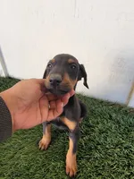 Girly, a female Doberman Pinscher for sale in Perris, CA – 2 of 3