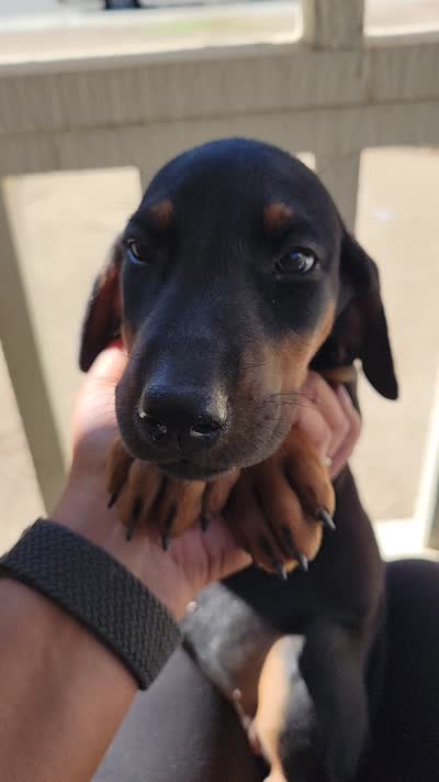 Girly pop, a female Doberman Pinscher for sale in Perris, CA – 2 of 2