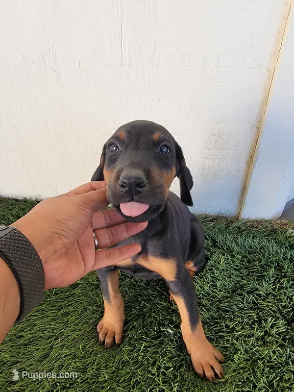 Puppy – Doberman Pinscher puppy for sale in Perris, CA