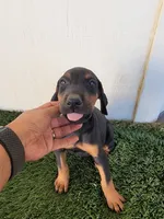 Puppy, a male Doberman Pinscher for sale in Perris, CA – 1 of 4