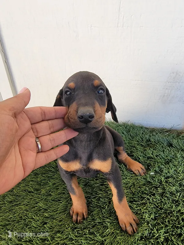 Puppy – Doberman Pinscher puppy for sale in Perris, CA