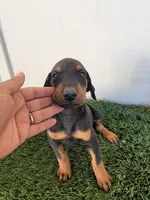Puppy, a male Doberman Pinscher for sale in Perris, CA – 2 of 4