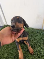 Girly, a female Doberman Pinscher for sale in Perris, CA – 3 of 3