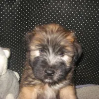 Dakota, a male Soft Coated Wheaten Terrier for sale in Harrison, SD – Photo 3 of 3