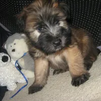 Dakota, a male Soft Coated Wheaten Terrier for sale in Harrison, SD – Photo 1 of 3