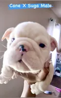 Clyde , a male English Bulldog for sale in Houston, TX – 2 of 5