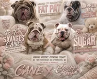 Cuddles, a male English Bulldog for sale in Houston, TX – 5 of 6