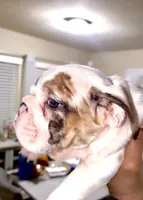 Cuddles, a male English Bulldog for sale in Houston, TX – 2 of 10