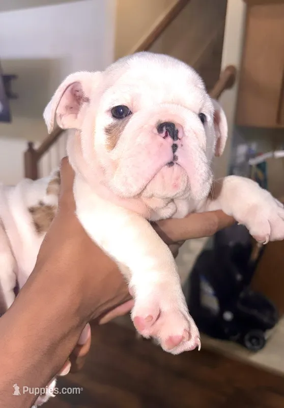 Clyde  – English Bulldog puppy for sale in Houston, TX