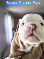 Franklin , a male English Bulldog for sale in Houston, TX – 3 of 5