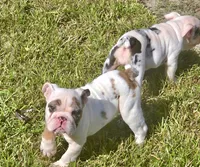 Minnie, a female English Bulldog for sale in Houston, TX – 3 of 10