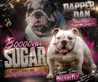 Cuddles, a male English Bulldog for sale in Houston, TX – 9 of 10