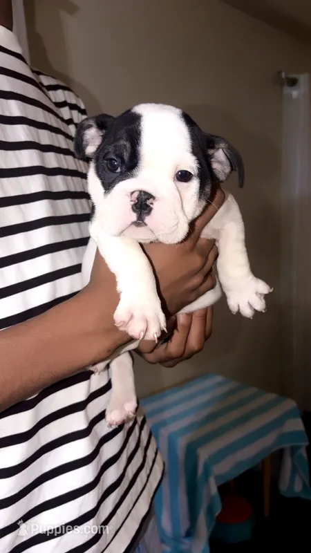 Ms. Oreo Cookie – English Bulldog puppy for sale in Houston, TX