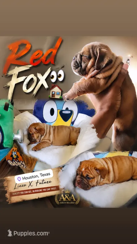 Red Fox – English Bulldog puppy for sale in Houston, TX