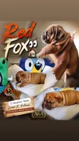 Red Fox, a male English Bulldog for sale in Houston, TX – 1 of 7