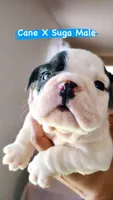 Oreo, a male English Bulldog for sale in Houston, TX – 3 of 4