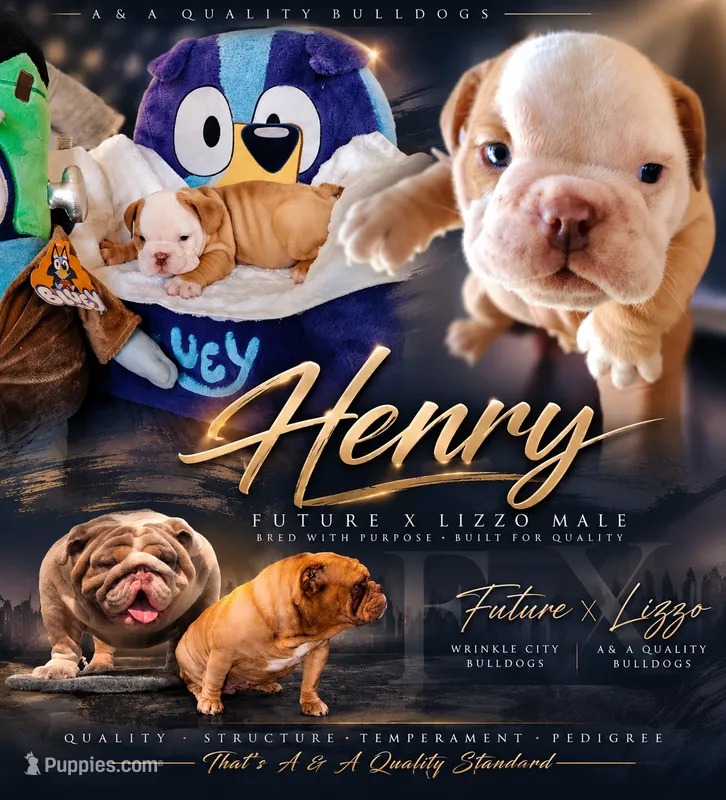 Henry – English Bulldog puppy for sale in Houston, TX