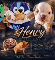 Henry, a male English Bulldog for sale in Houston, TX – 1 of 5