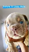 Slick Back, a male English Bulldog for sale in Houston, TX – 4 of 5