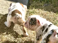 Minnie, a female English Bulldog for sale in Houston, TX – 2 of 10