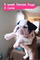 Ms. Oreo Cookie, a female English Bulldog for sale in Houston, TX – 2 of 3