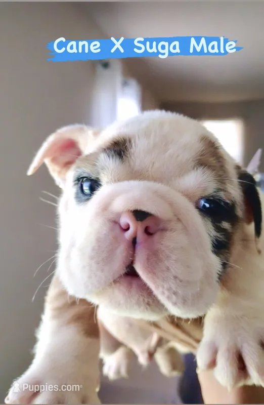 Cuddles – English Bulldog puppy for sale in Houston, TX