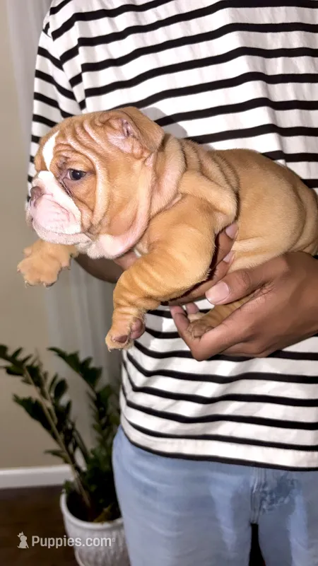 Rasputia Latimore – English Bulldog puppy for sale in Houston, TX