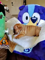 Red Fox, a male English Bulldog for sale in Houston, TX – 3 of 7