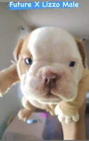 Henry, a male English Bulldog for sale in Houston, TX – 4 of 5