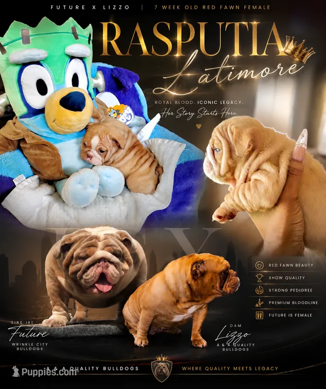 Rasputia Latimore – English Bulldog puppy for sale in Houston, TX