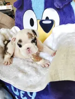Cuddles, a male English Bulldog for sale in Houston, TX – 4 of 6