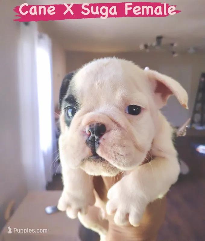 Ms. Oreo Cookie – English Bulldog puppy for sale in Houston, TX