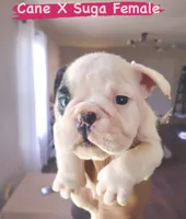 Ms. Oreo Cookie, a female English Bulldog for sale in Houston, TX – 1 of 3