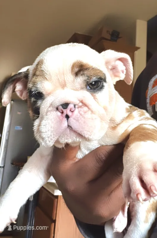 Cuddles – English Bulldog puppy for sale in Houston, TX