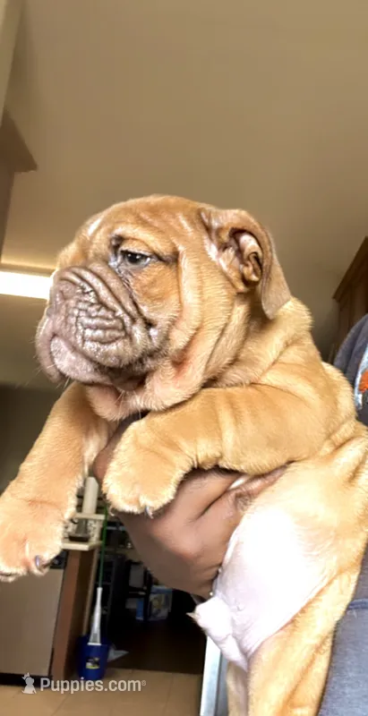 Red Fox – English Bulldog puppy for sale in Houston, TX