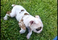 Cuddles, a male English Bulldog for sale in Houston, TX – 6 of 10
